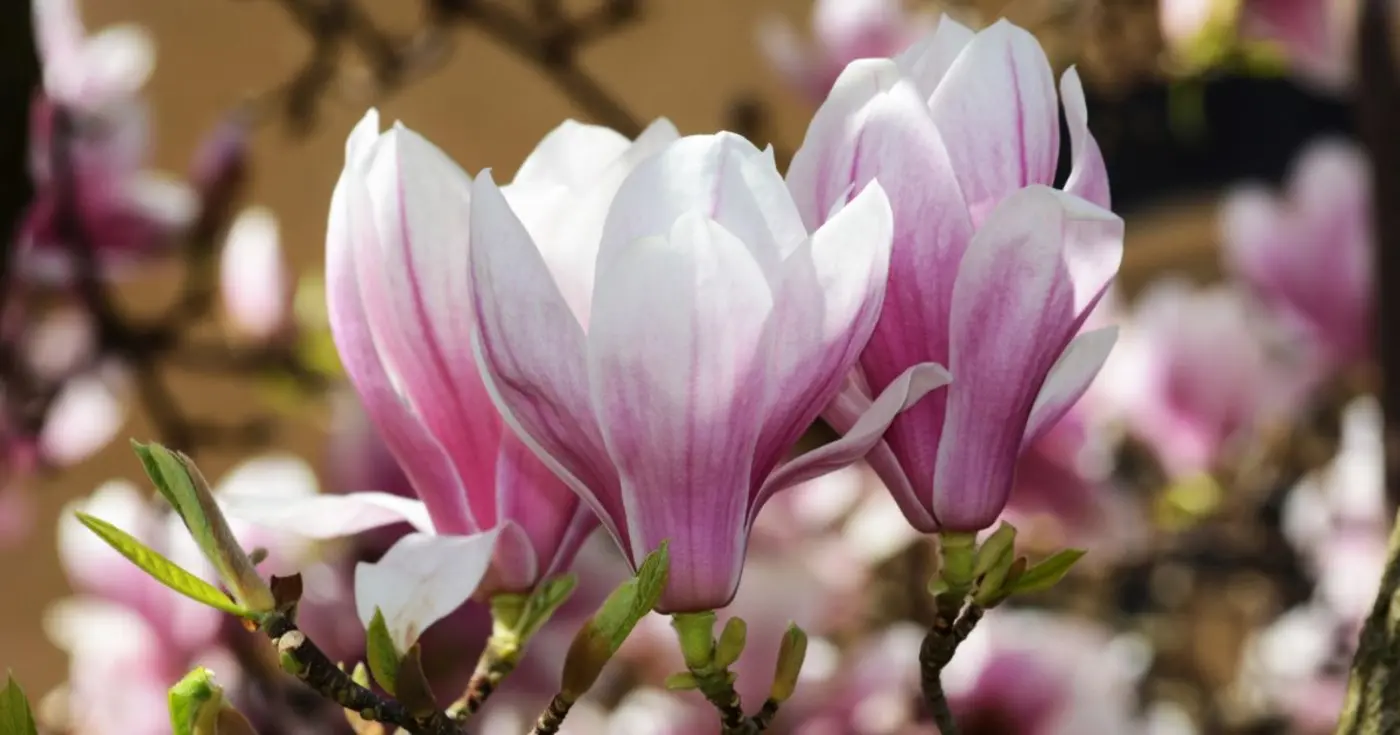 magnolias are so old that theyx27re pollinated by beetles not bees
