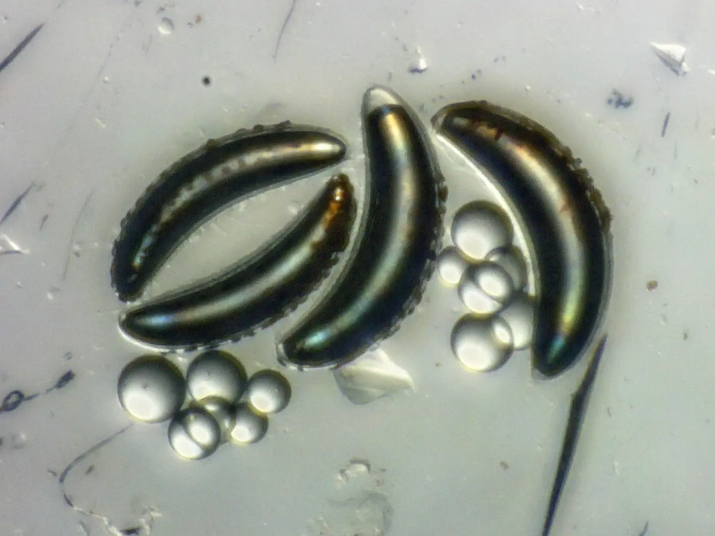 insect submariners survive the depths without imploding