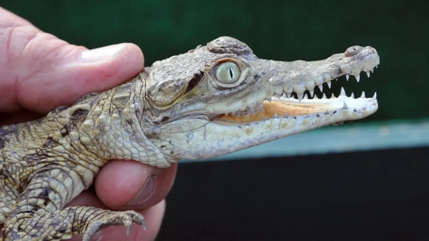 floridax27s ban on unnaturally posed stuffed baby crocodilians