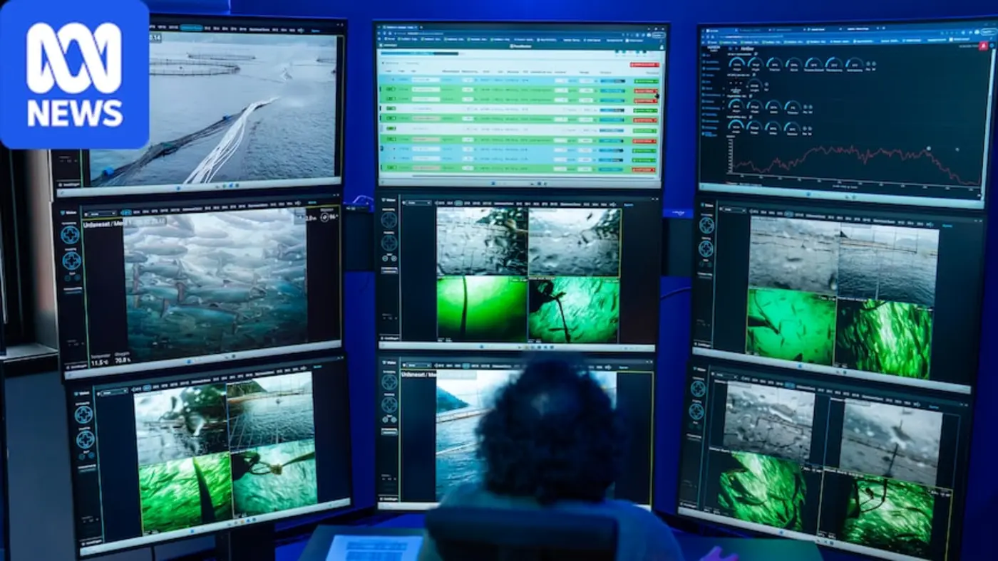norway became a global salmon behemoth now itx27s facing the consequences
