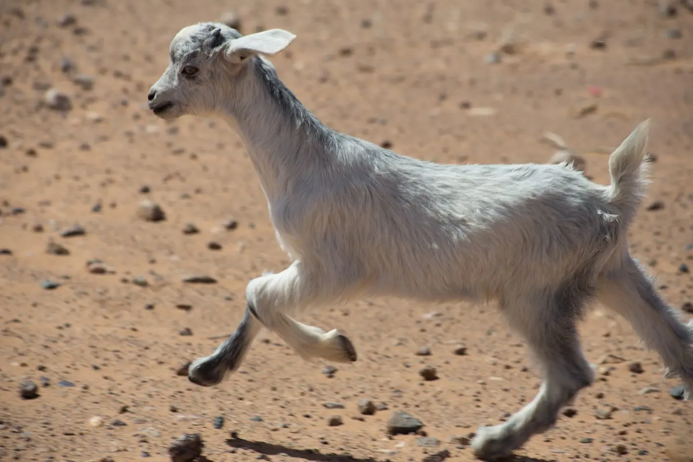 the economist as scapegoat 2020