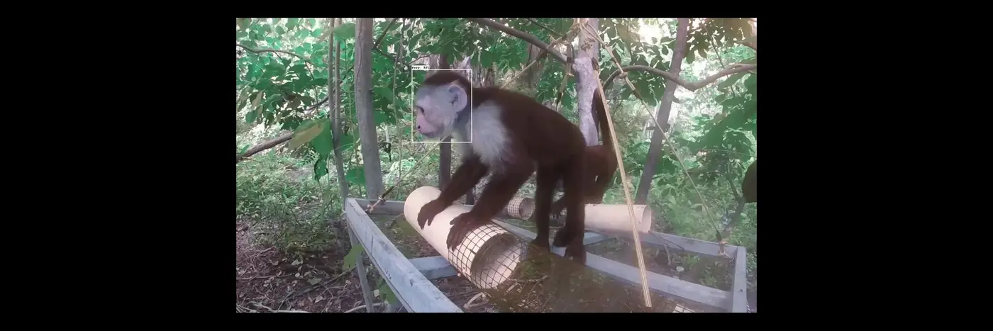 ai opens new era in cognitive studies of wild primates