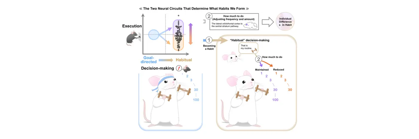 unraveling the mysteries of habit formation