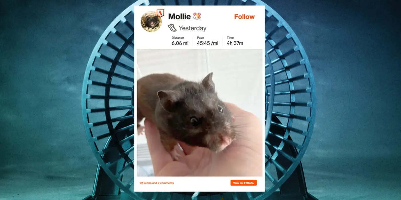 physicist rigged his pet hamsterx27s wheel to strava it runs far every night