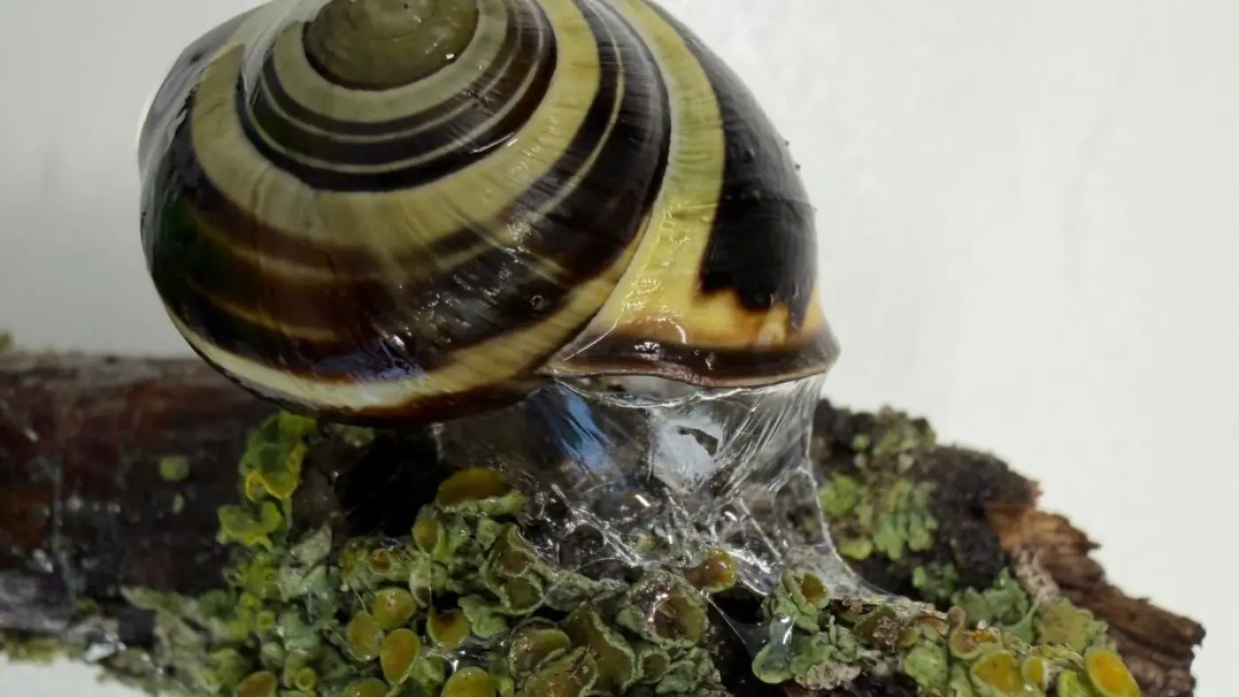 sticky or slippery snails can change their slime to meet the moment