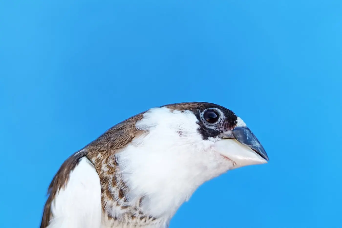 birdsong follows a fundamental law of human language