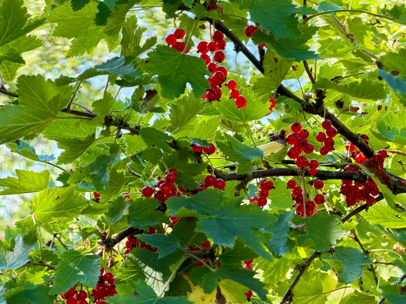 picking berries is my meditation