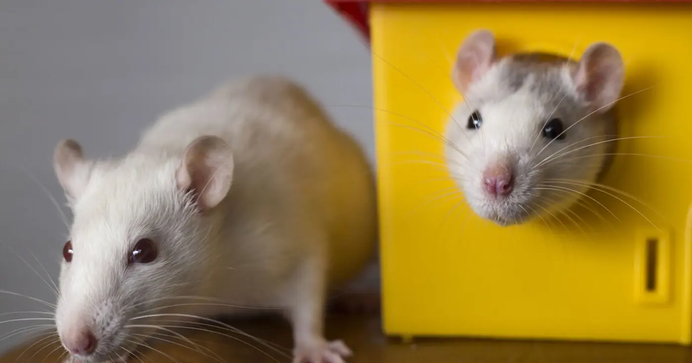 silencing brainx27s prefrontal cortex boost creative problemsolving in mice
