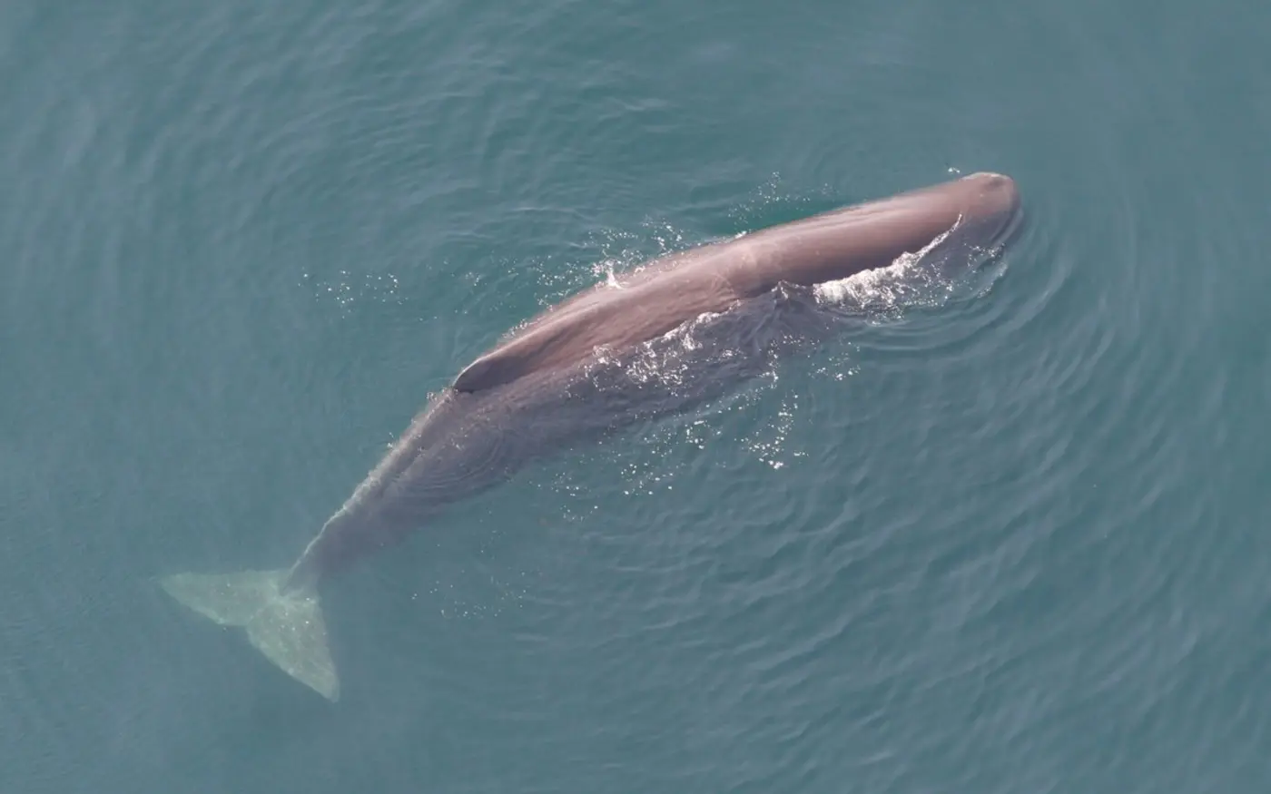 sperm whale communication clicks can travel up to 70 km