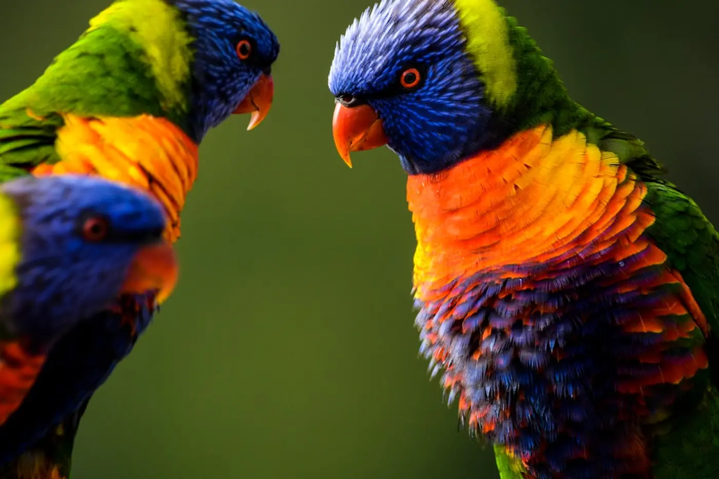 darwin was right about sex roles