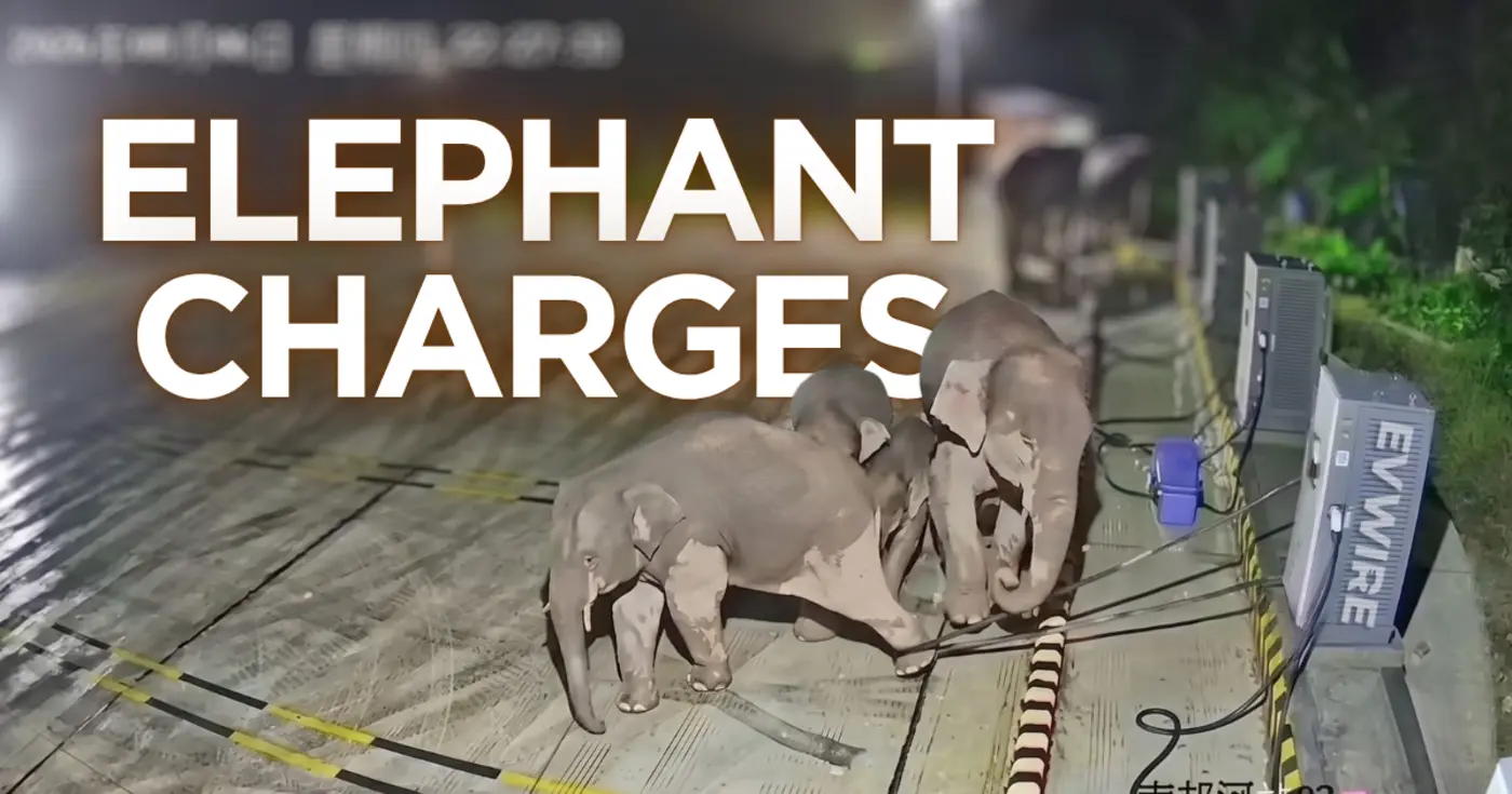 video elephantx27s leg gets trapped in an ev charger cable mom takes out charger