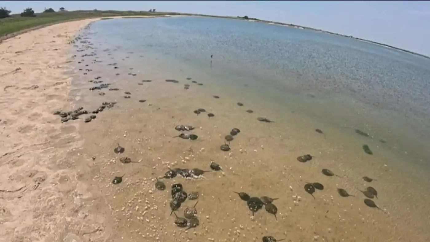 the lifesaving secret hidden inside a horseshoe crabx27s blue blood