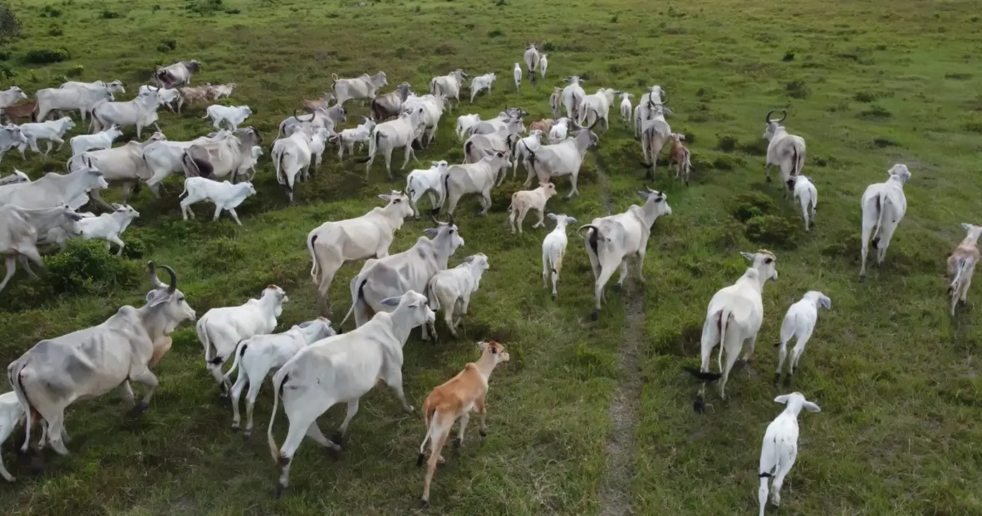 beef and dairy drive 41 of biodiversity damage linked to global farmland