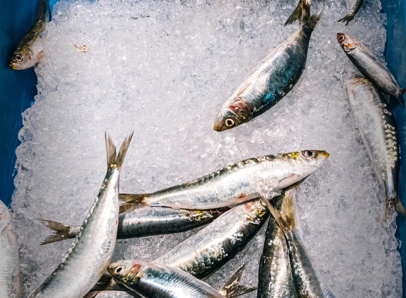 thanks to social media canned sardines are a scarcity on the supermarket shelf