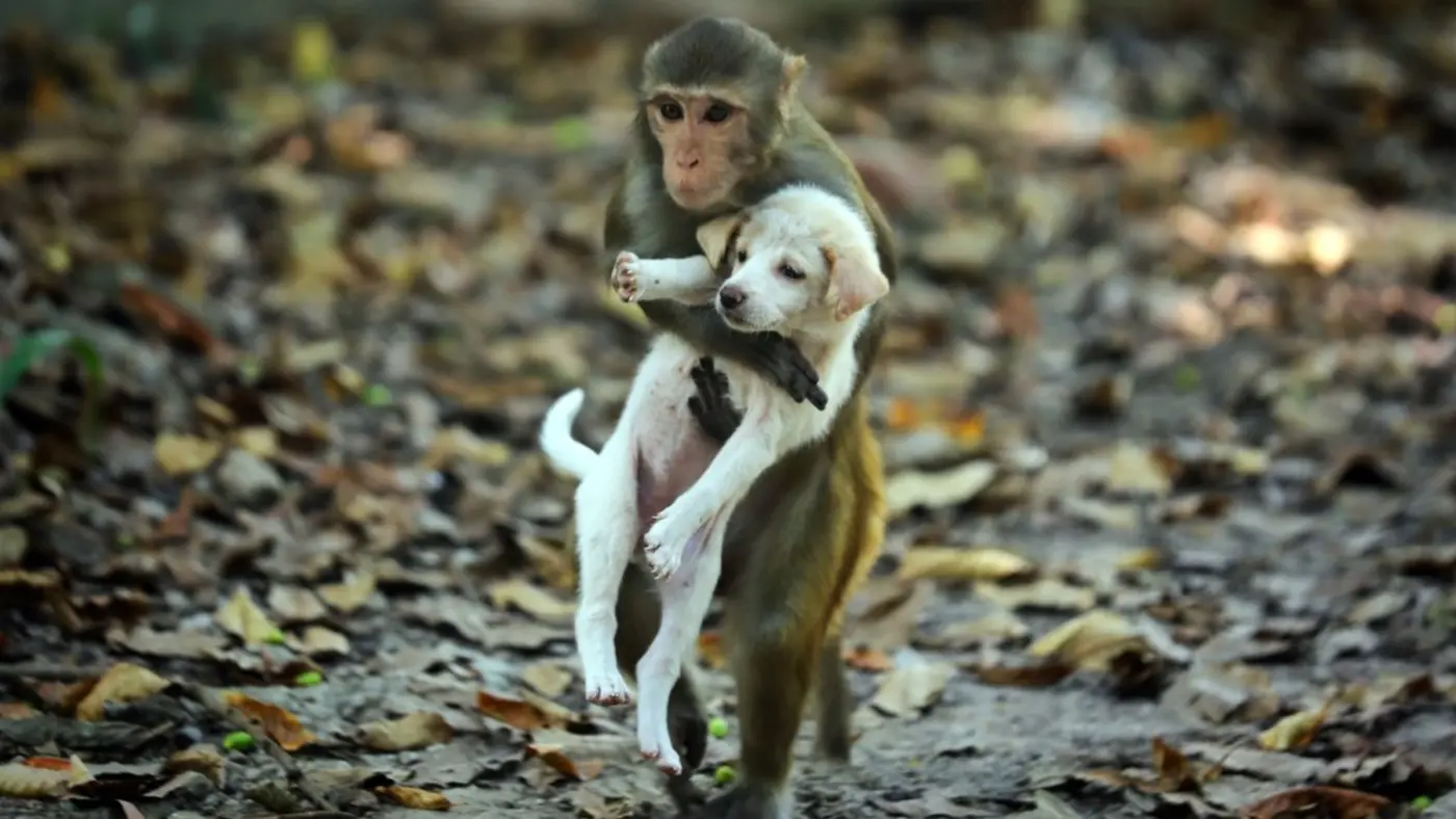 monkeys sometimes have x27petsx27 like humans