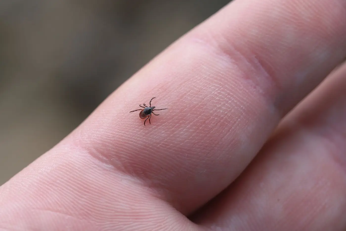 the first athome test for infected ticks could improve lyme disease diagnosis