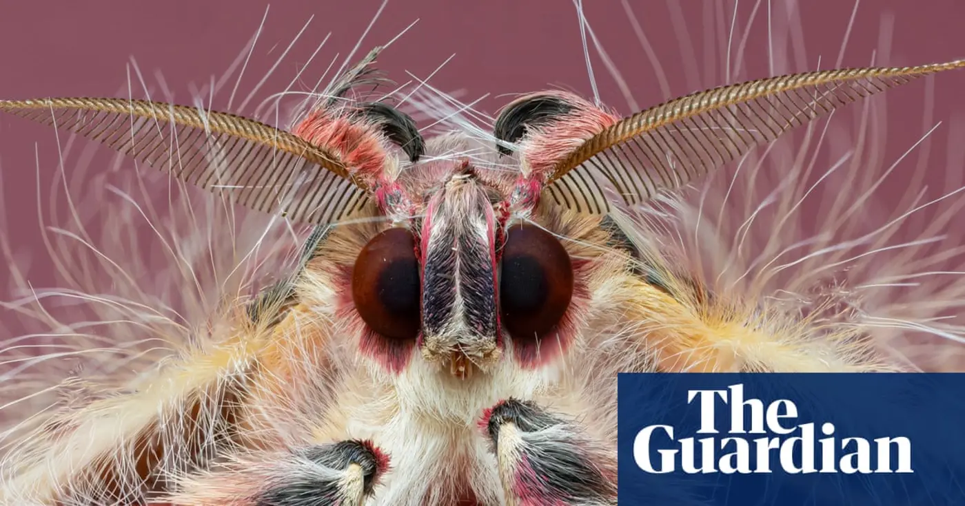 the mesmerising art of macro photography