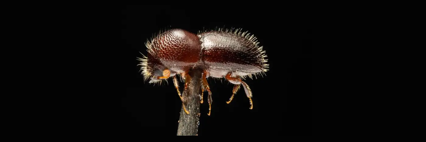 invasive beetle is spreading across the world itx27s costing economies billions