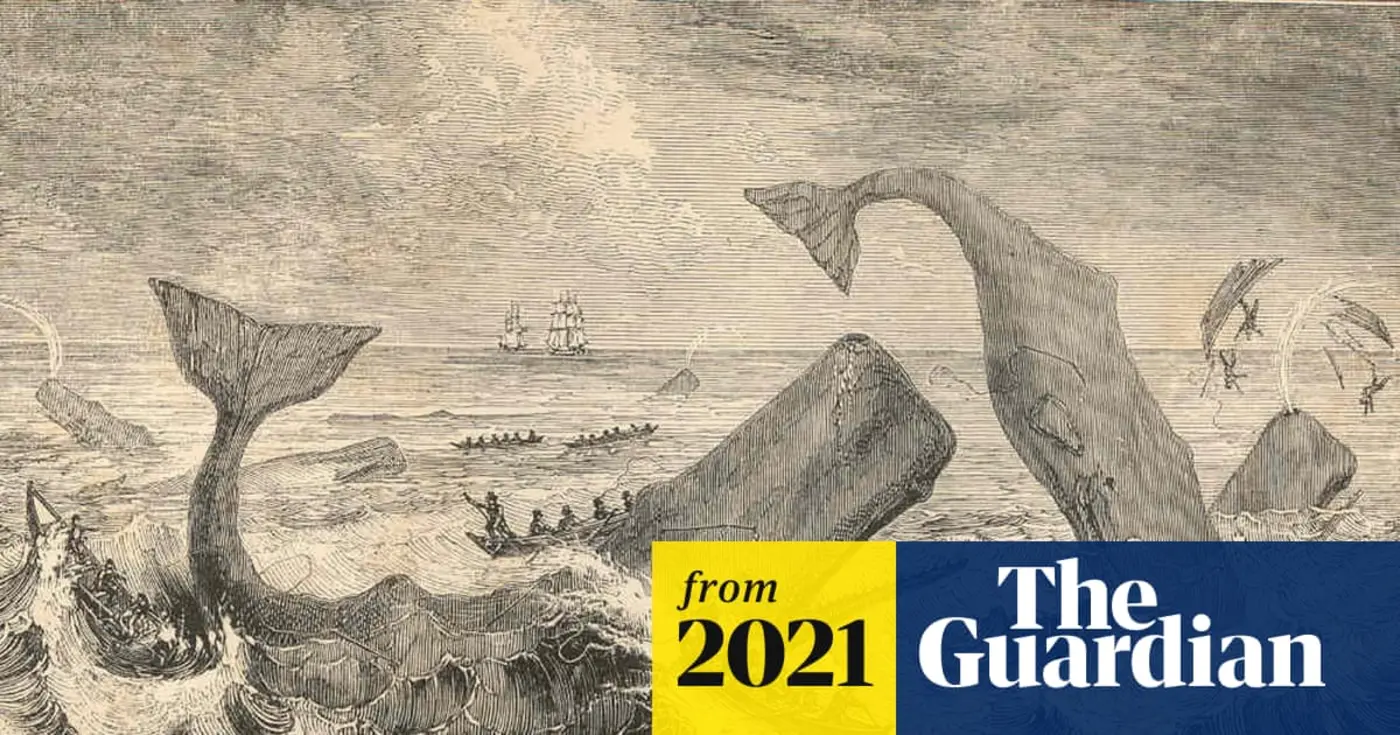 sperm whales in 19th century shared ship attack information whales