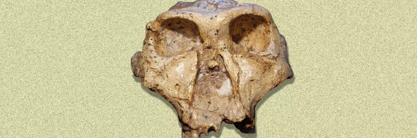 why it might be time to rethink the human family tree