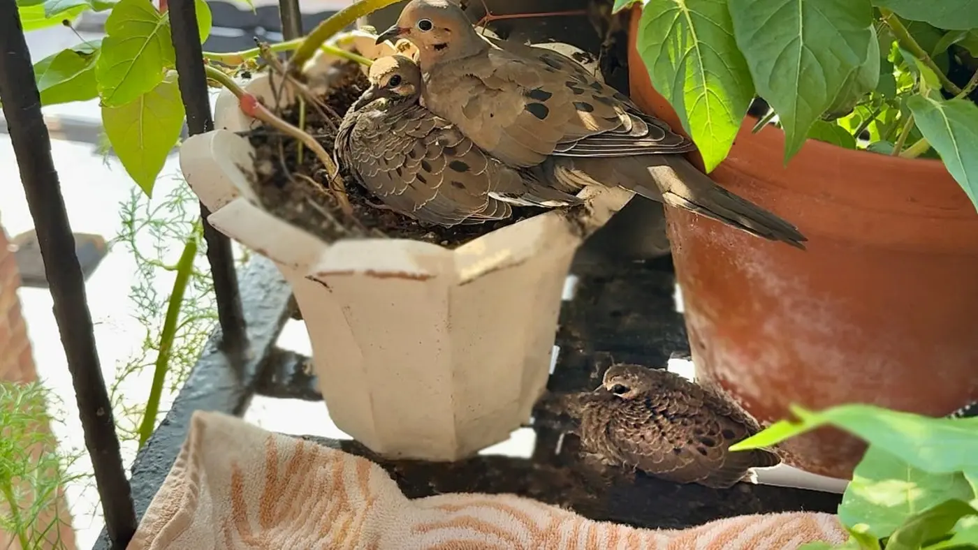 we asked claude if we should help the baby bird