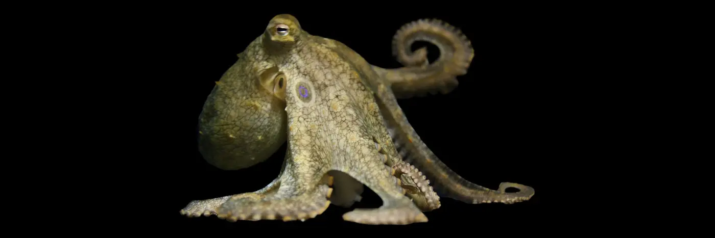 octopus intelligence may be related to neverbeforeseen mutation
