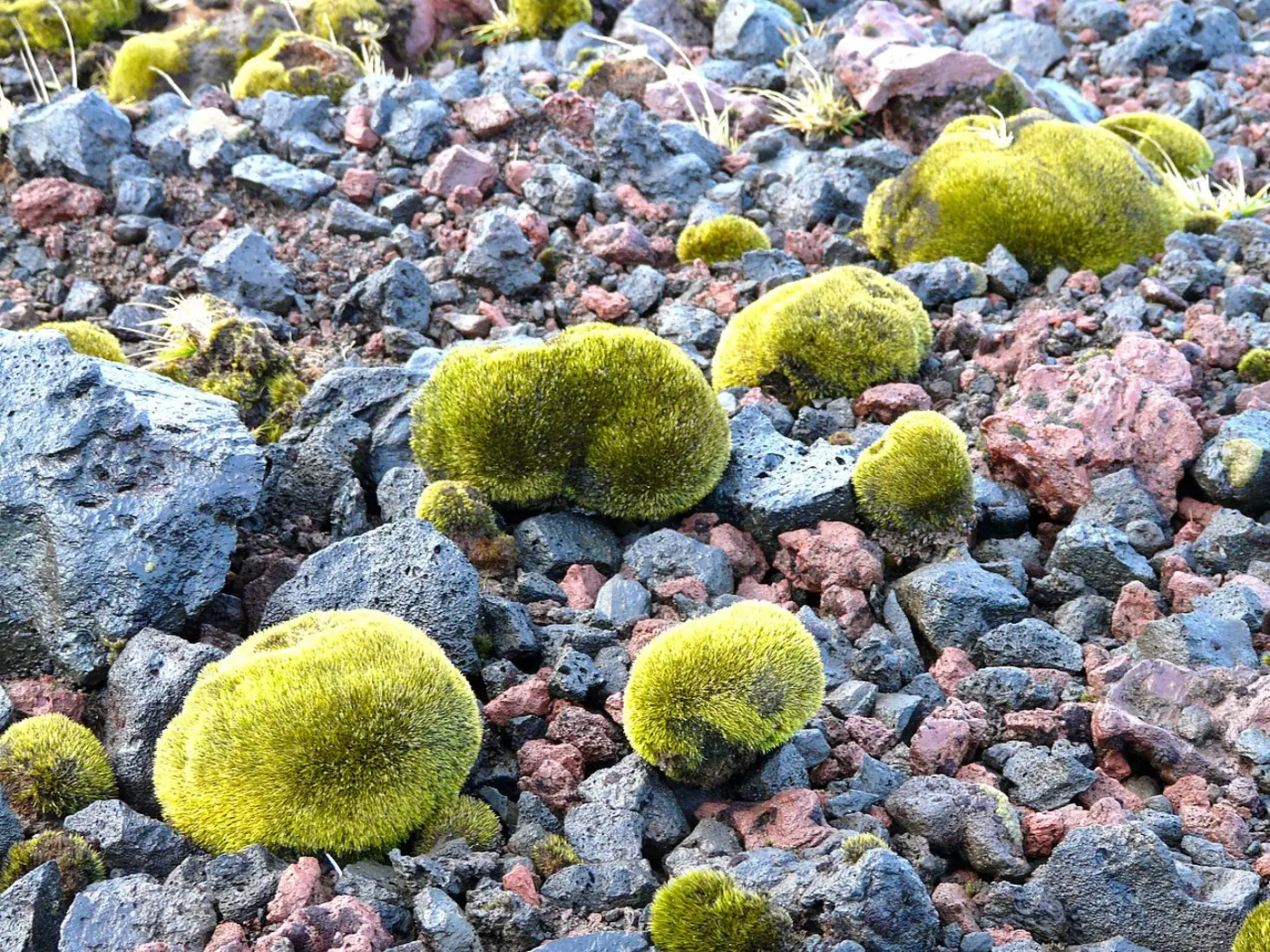 glacier mice