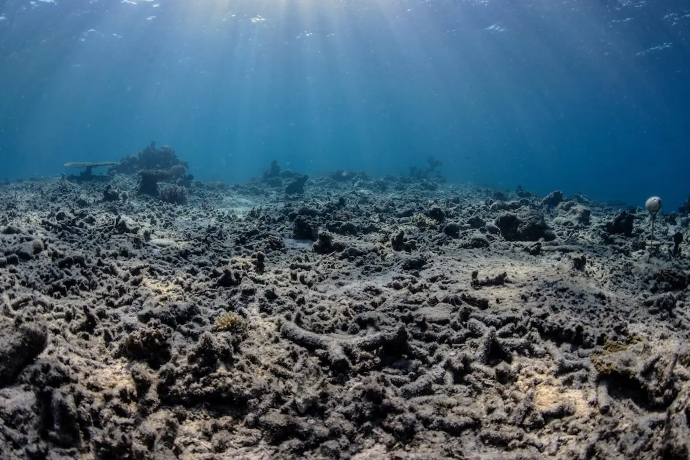 bomb fishing is wreaking havoc on indonesiax27s coral reefs