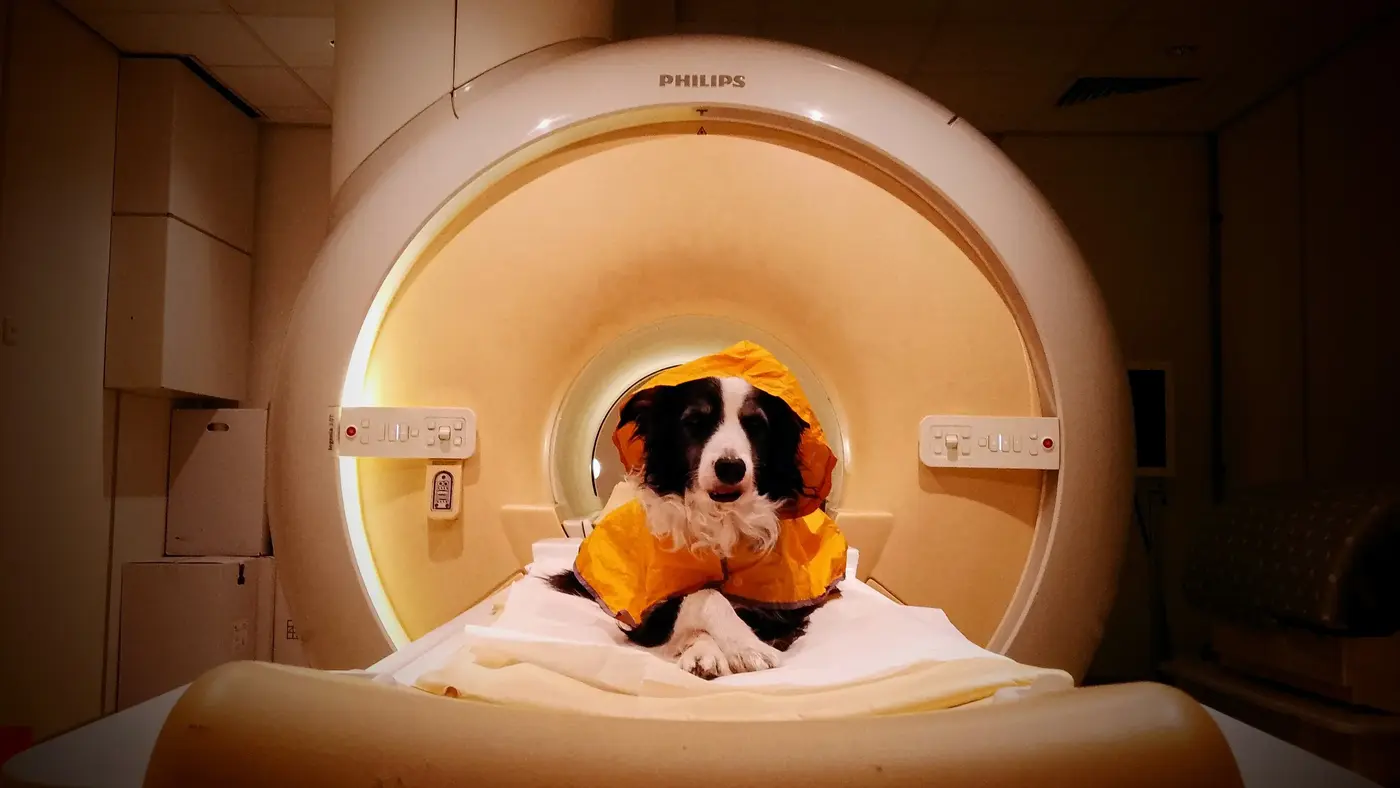 dog can tell when youx27re happy