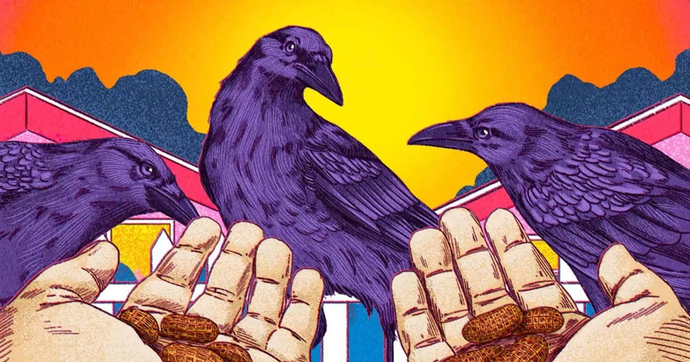 an investigation into the state of corvidhuman relations