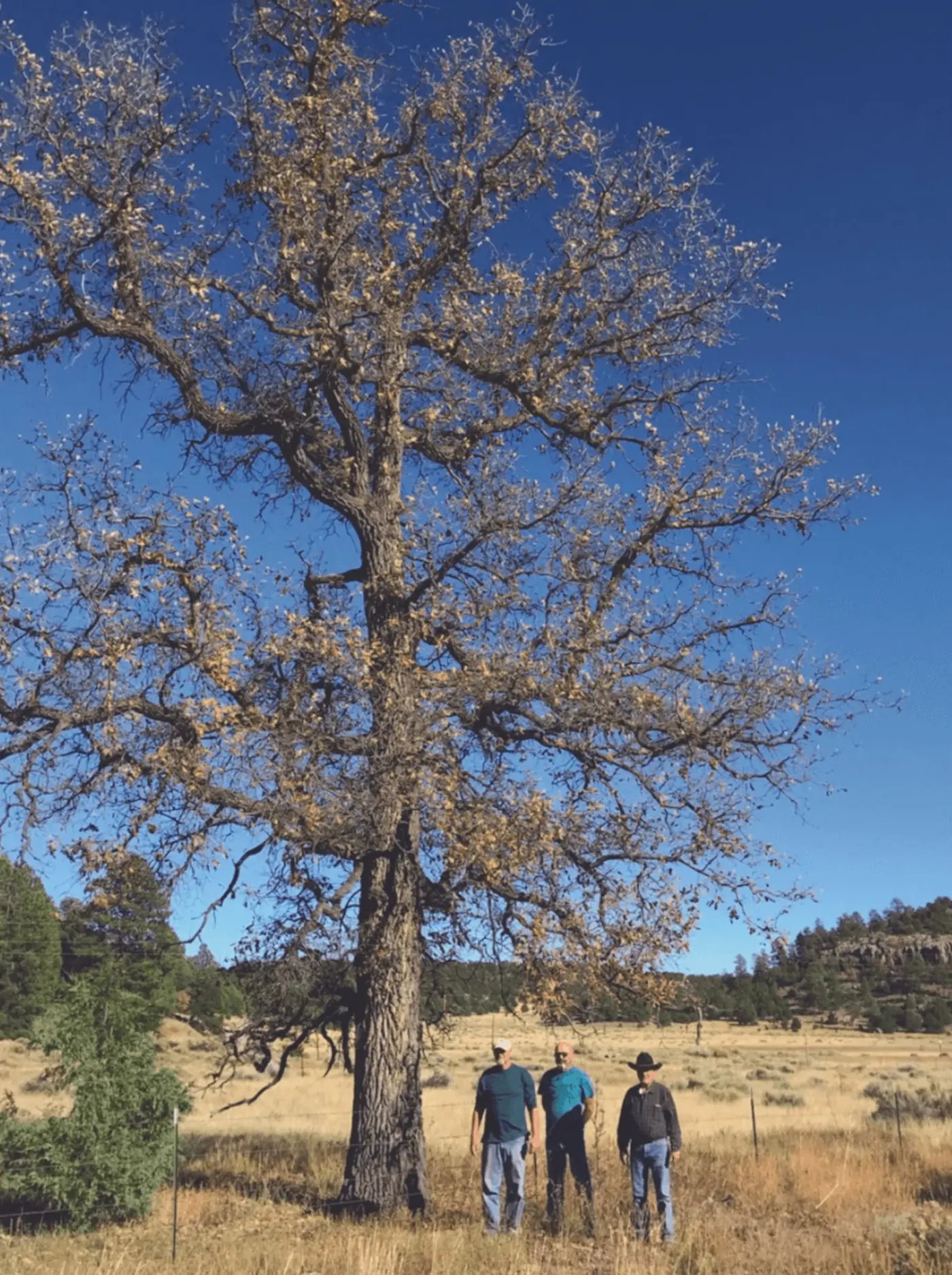 trees for a changing climate and resilient urban forest 2022