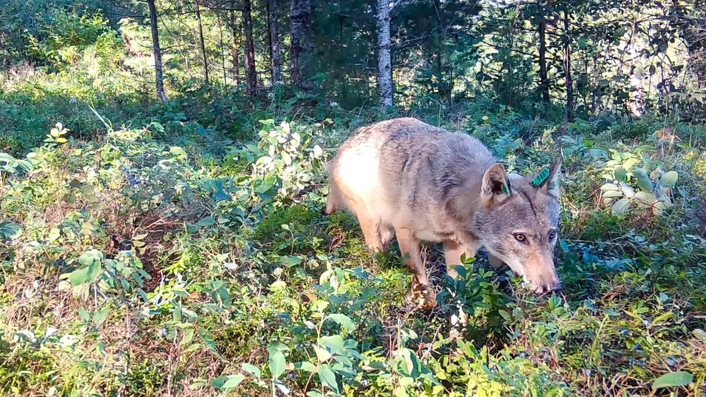 from poop to plants how wolves help blueberries grow and spread in northern min