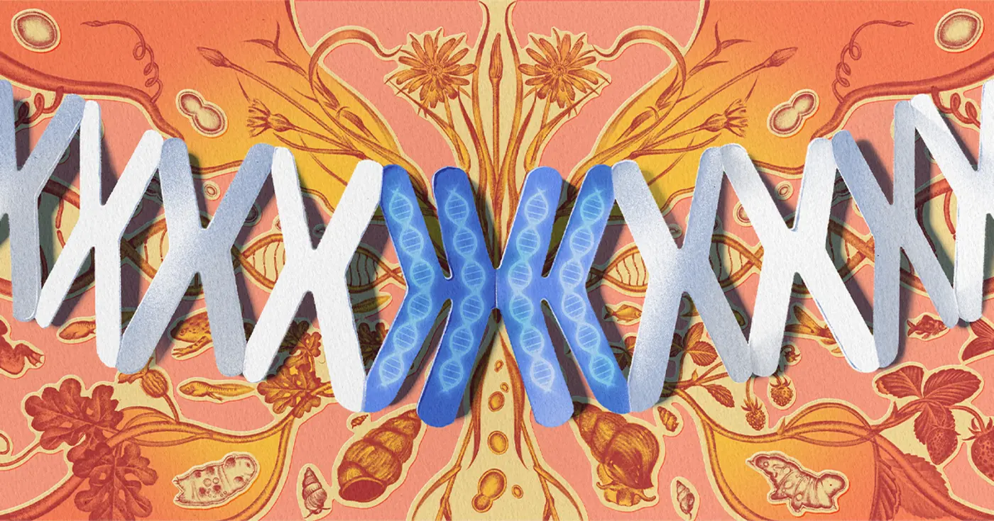 genome duplication is an evolutionary gamble