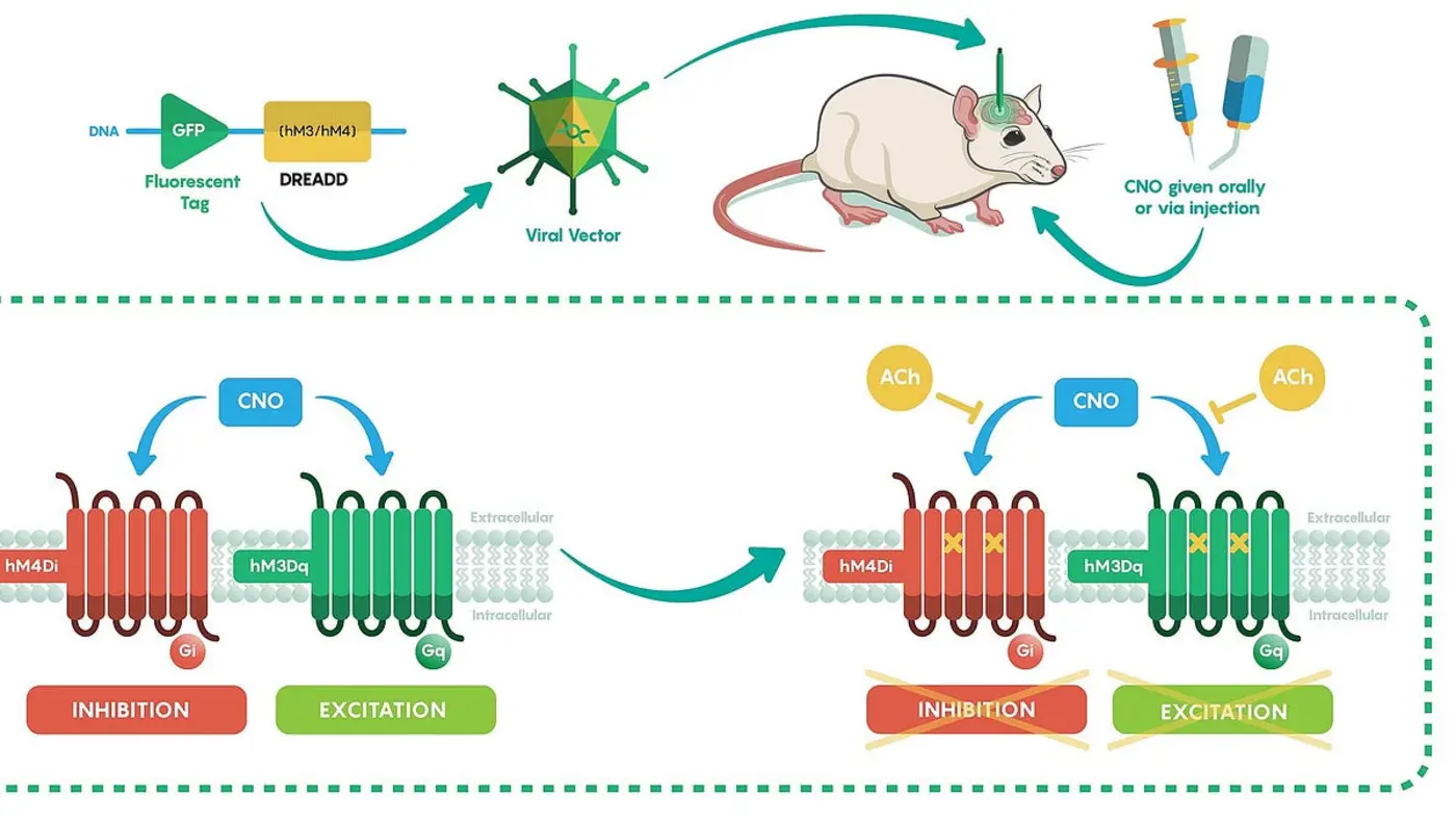 the race to engineer new knobs for the human brain