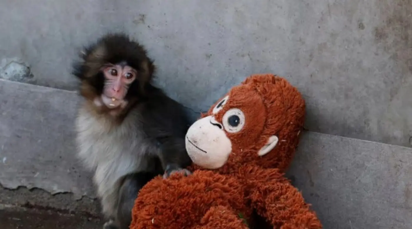 the curious economics of lab monkeys
