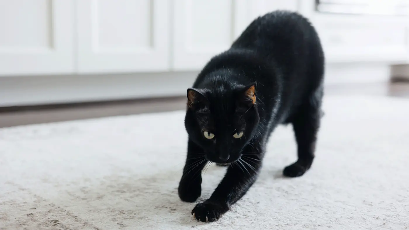 secret x27messagesx27 in cat pee let felines identify each other