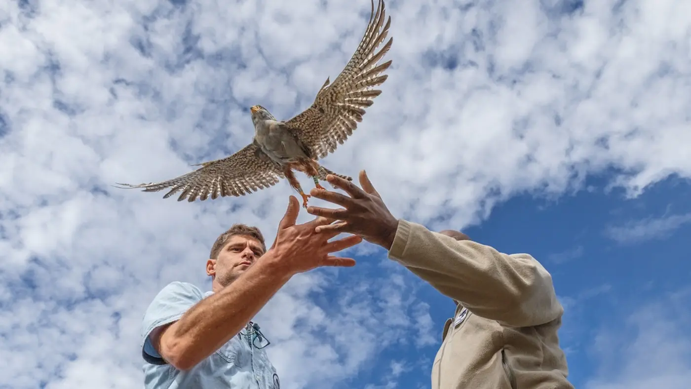 a million falcons went missing heres how they were found