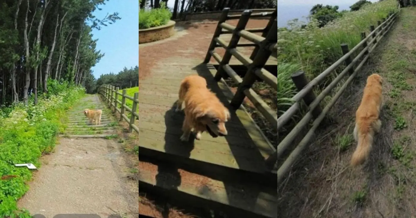 golden retriever follows google maps photographer appears in over 1k images 2024