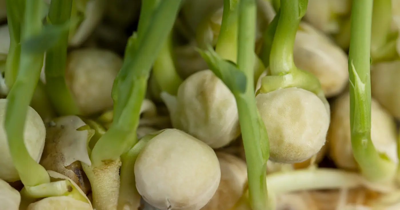 three schoolgirls in kinsale pulled up a pea plant covered in warts 2016