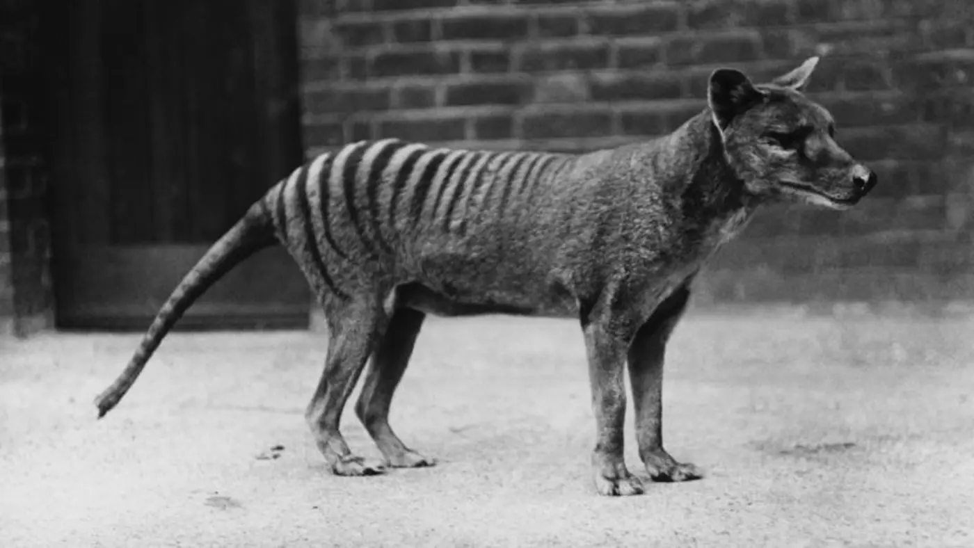 extinct tasmanian tigerx27s x27snapx27 unlike any living mammalx27s bite