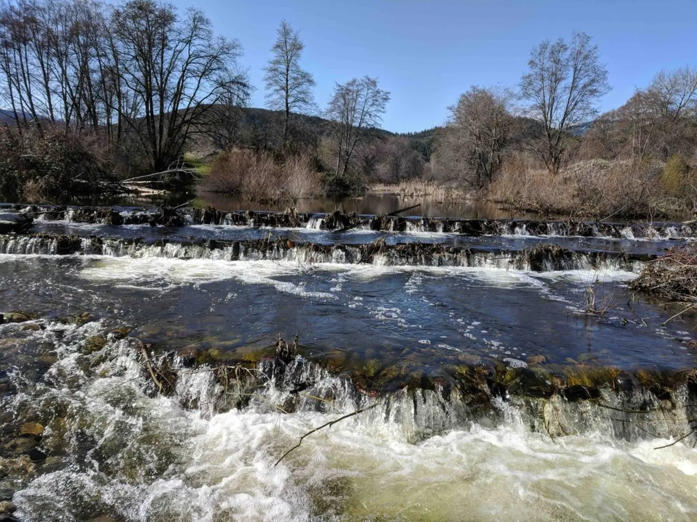 artificial beaver dams saw juvenile coho salmon survival rates go from 8 to 60
