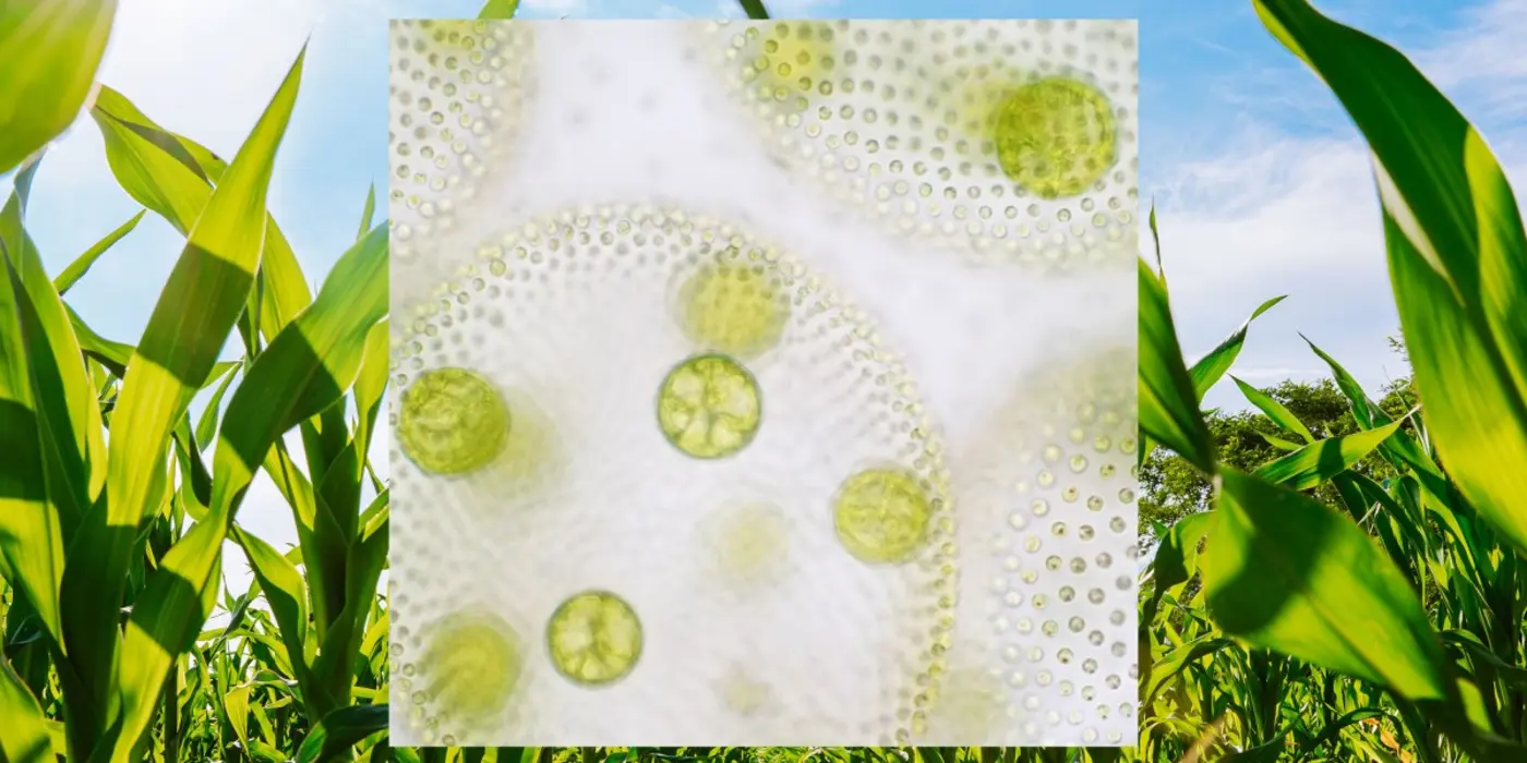 the download engineered microbes for crops and openaix27s culture problem