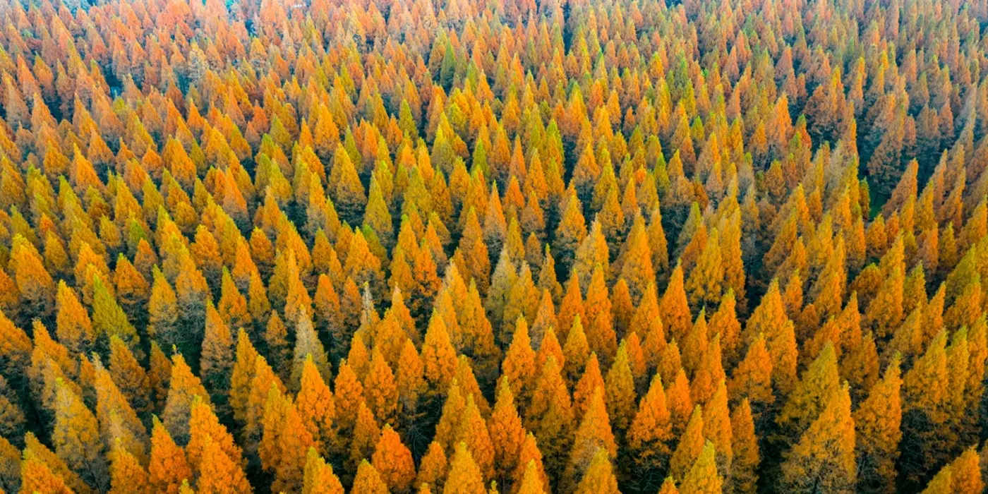 china planted 78 billion new treesand seriously messed up its water cycle