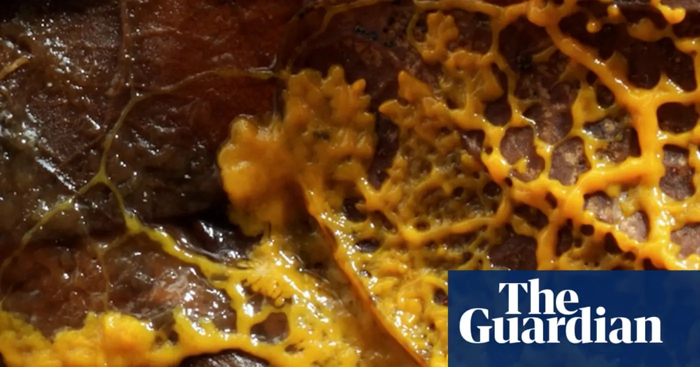 slime moulds and the bitter debate over the nature of intelligence