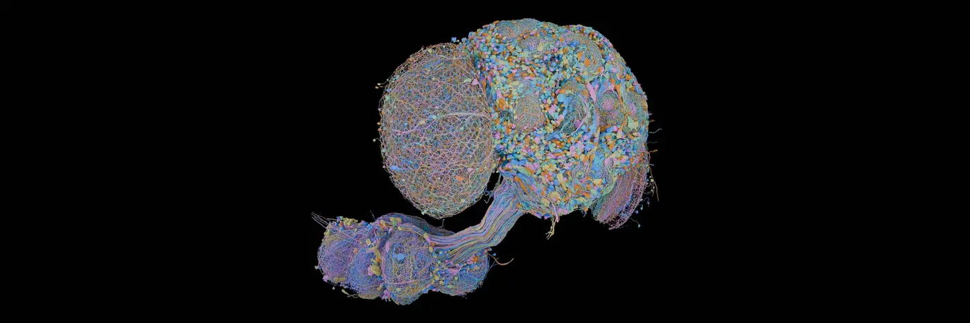 166000 neurons govern the fruit flyx27s behavior