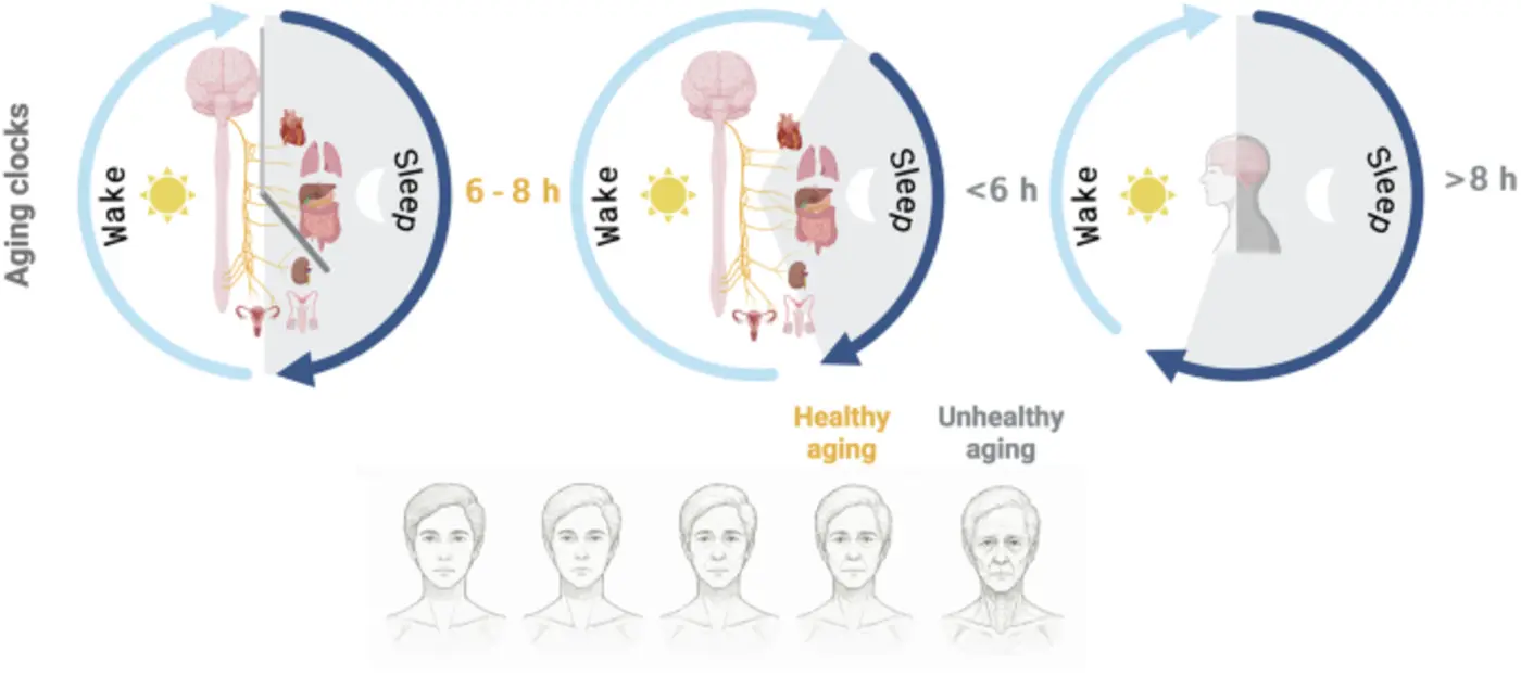 sleep duration links to biol aging clockswhen sleep gets tough aging gets going