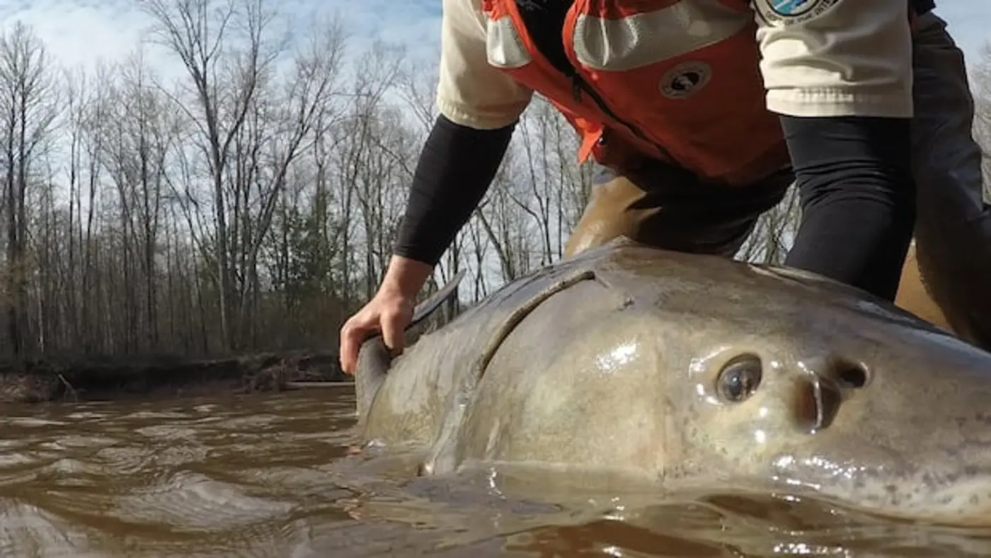 great lakes sturgeon may be 400 years oldscientists rethinking how to save them