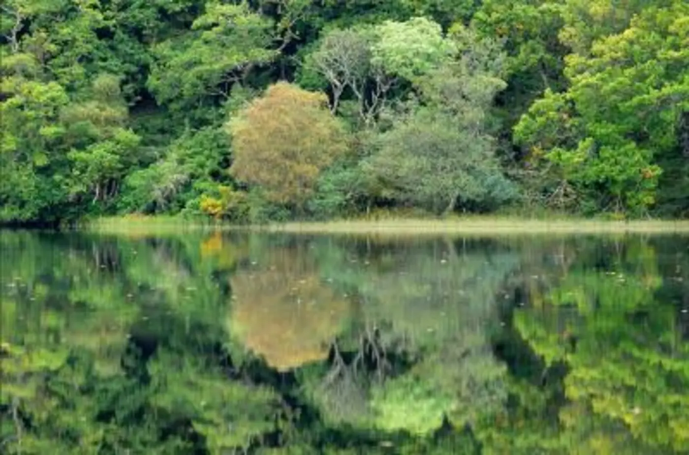 forgotten woodlands