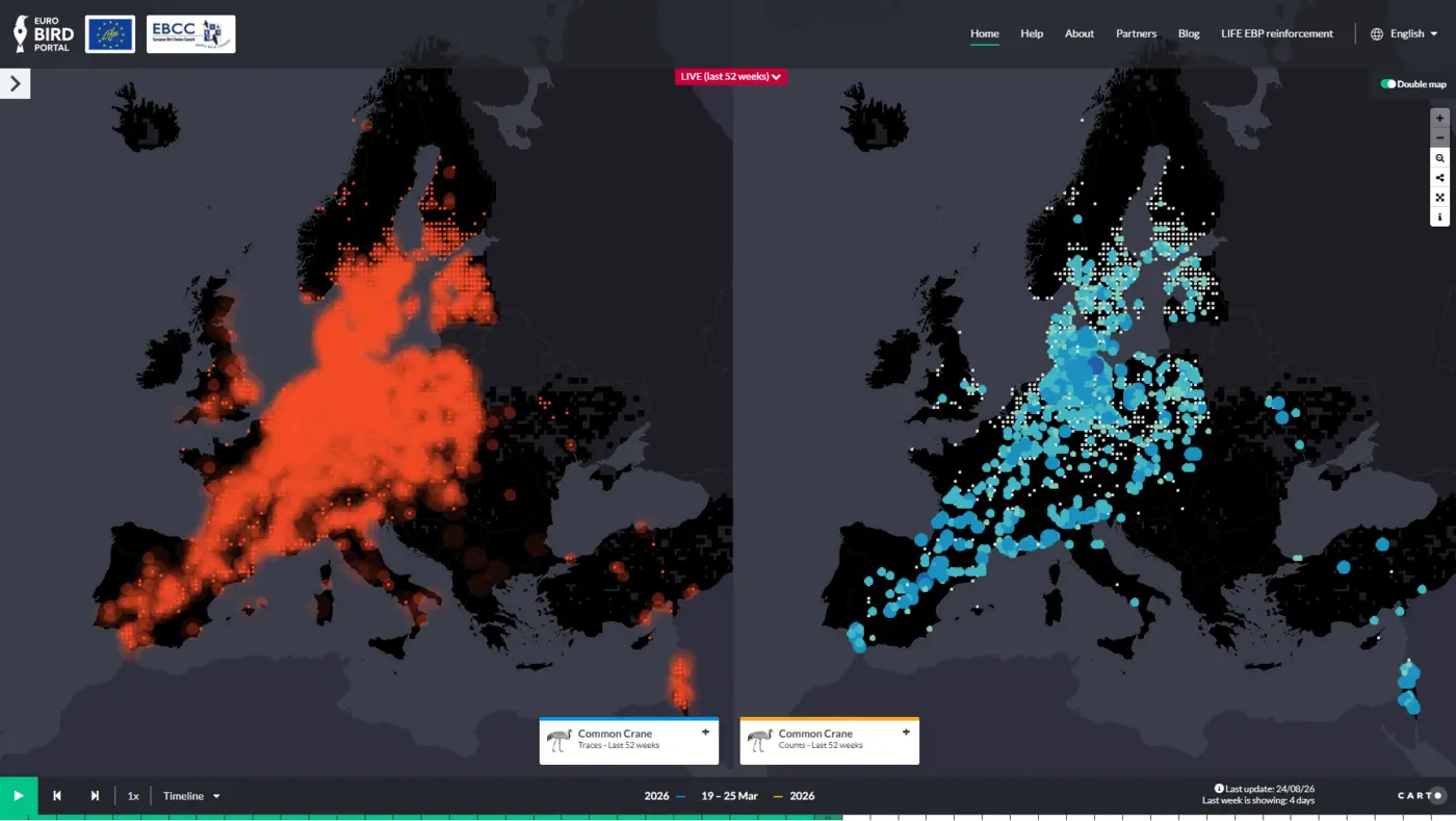 eurobirdportal live bird movements across europe