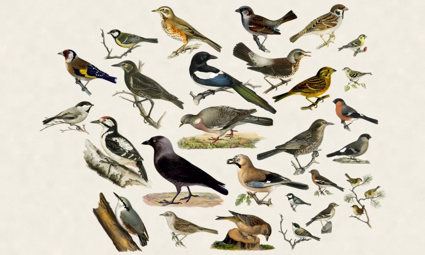 show hn an eink frame that hears birds and draws them as 1800s illustrations